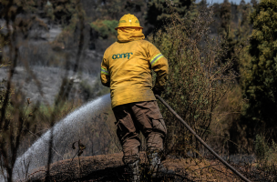 Declaran Alerta Roja para la comuna de Alto Biobío por incendio forestal