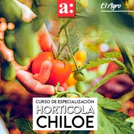 Ministerio de Agricultura lanza curso de especialización en producción hortícola para asesores técnicos de Chiloé