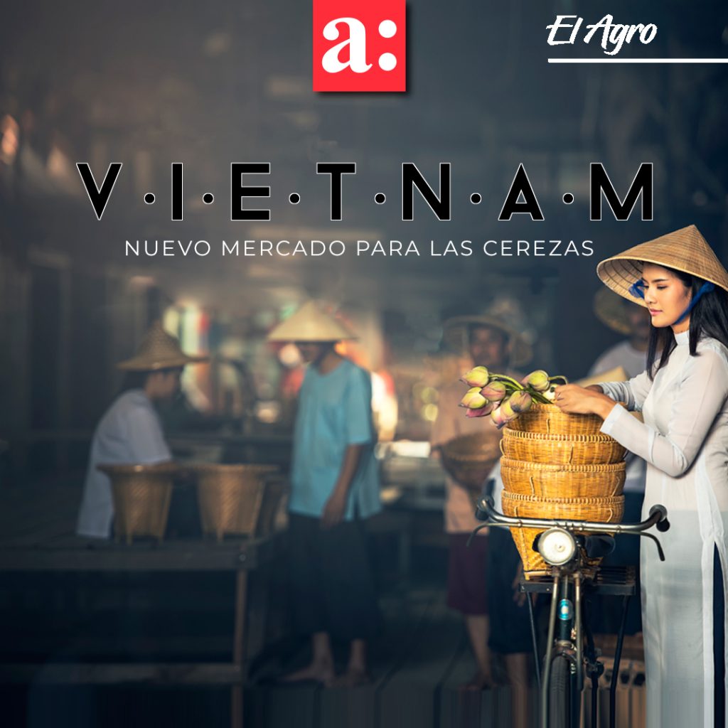 Se suma Vietnam a los mercados asiáticos de exportación para cerezas chilenas
