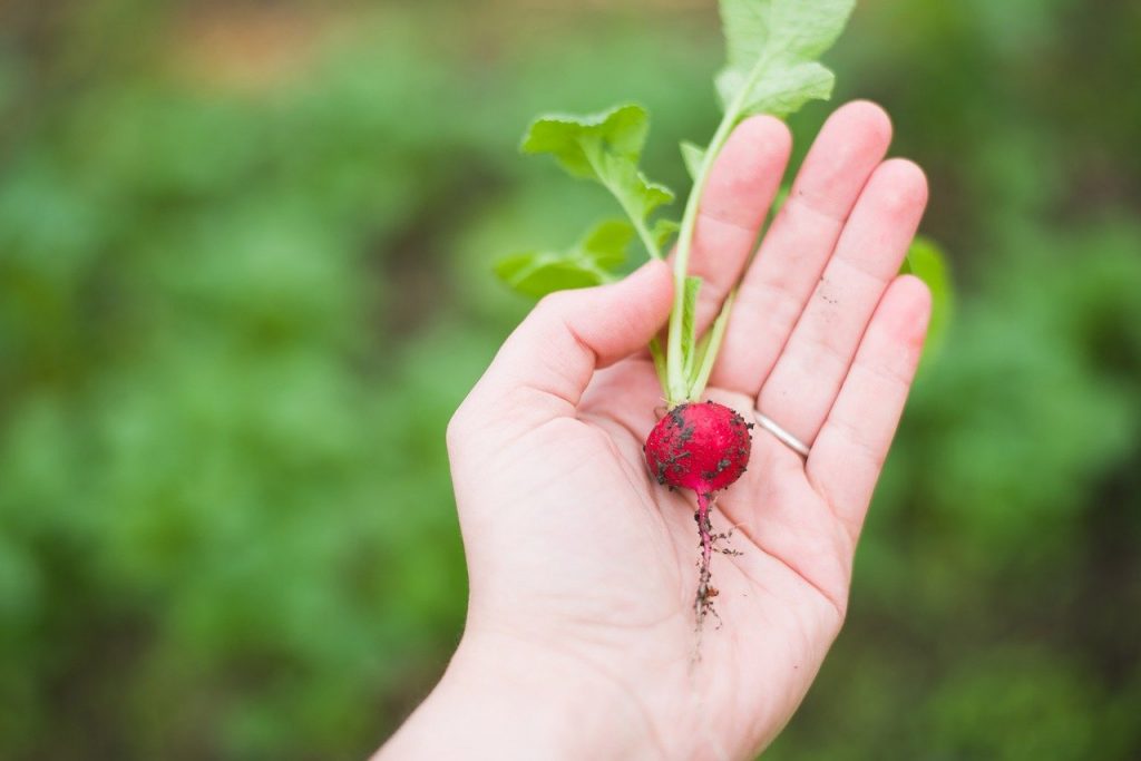 Aplicación Come+Plantas identifica vegetales y entrega tips de cómo prepararlos