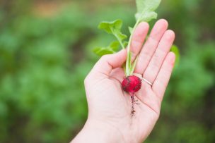 Aplicación Come+Plantas identifica vegetales y entrega tips de cómo prepararlos