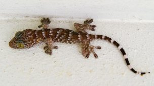 Colonias de geckos invasores viven en Santiago: habrían llegado por primera vez en vagones del Metro