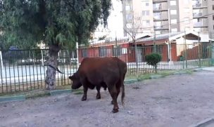 Insólito: Toro suelto en Estación Central sorprendió a vecinos esta mañana