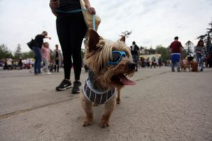 Colegio Médico Veterinario explica efecto del eclipse en fauna y mascotas