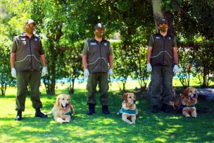 Perros biodetectores de Covid-19 apoyarán control en el Aeropuerto de Santiago