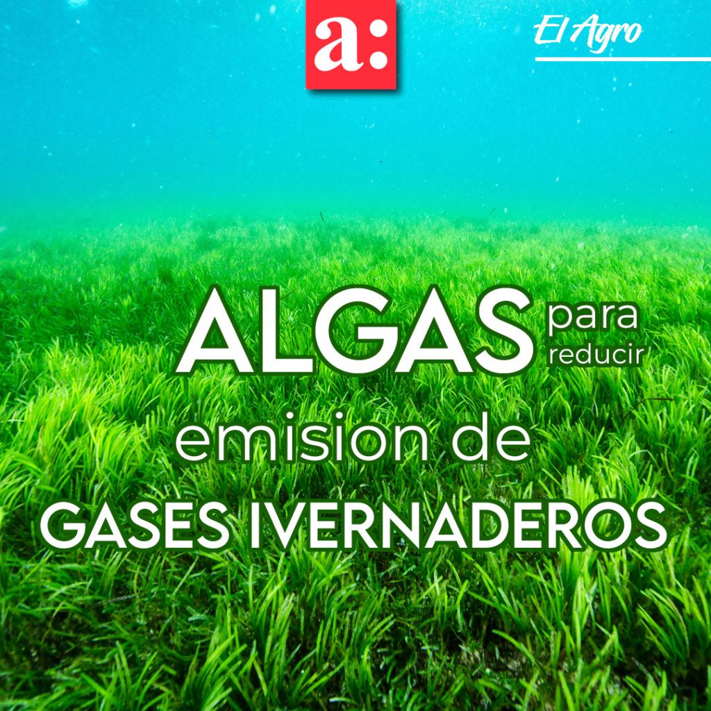 A través de algas buscarán mejorar el perfil de ácidos grasos de la leche y reducir las emisiones de gases invernadero