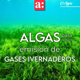 A través de algas buscarán mejorar el perfil de ácidos grasos de la leche y reducir las emisiones de gases invernadero