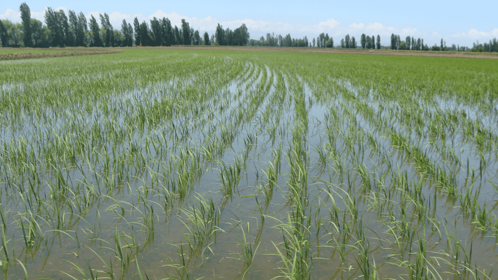 Presente y perspectivas futuras del cultivo del arroz en Chile