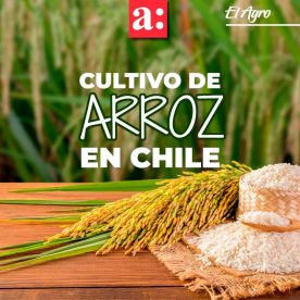 Presente y perspectivas futuras del cultivo del arroz en Chile