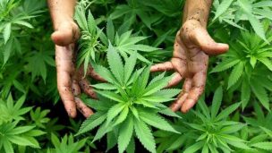 ONU reconoce las propiedades medicinales del cannabis