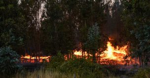 Incendio forestal en San Fernando ya consume más de 500 hectáreas