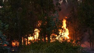 Onemi decretó evacuación en sector de San Fernando por incendio forestal