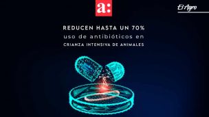 Bacteriófagos reducen hasta un 70% el uso de antibióticos en la crianza intensiva de animales