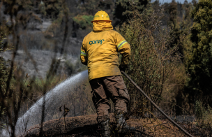 Declaran Alerta Roja para la comuna de Tomé por incendio forestal