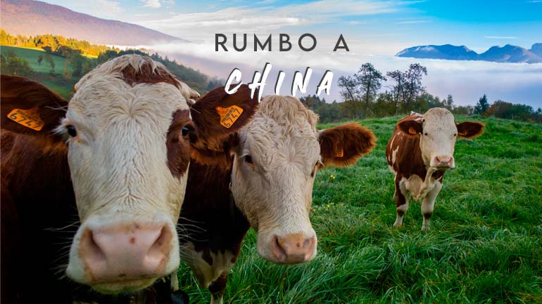 Rumbo a China: Desde Puerto Montt despachan el mayor embarque de ganado vivo
