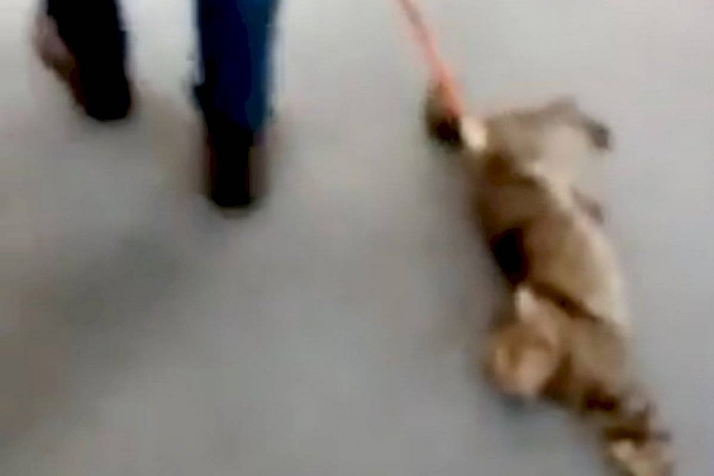 Usuarios viralizaron el maltrato animal a un gato que fue sacado de un reconocido banco