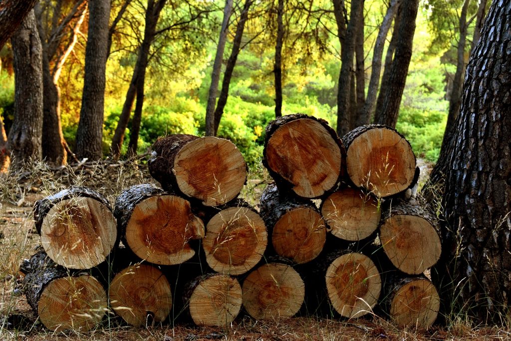Cámara rechaza insistencia del Ejecutivo por proyecto que persigue el robo de madera