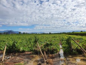 Dirigente gremial de Fedefruta: “Sistema frontal ha provocado una catástrofe agrícola”