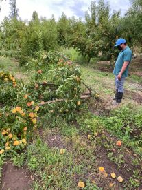 Agricultores reportan importantes daños en cosechas de frutas por sistema frontal