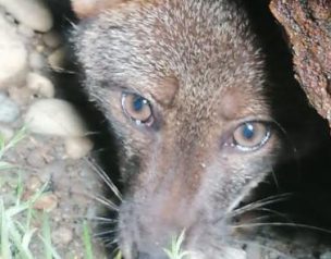 Rescatan desde pozo a un zorro chilote en peligro de extinción: Tras un mes de recuperación fue devuelto a su hábitat