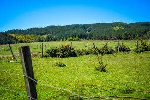 Conadi ha comprado más de 30 mil hectáreas de tierras para comunidades mapuche