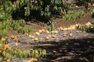 FOTOS | Trabajadores preocupados: Sistema frontal arrasó con zonas agrícolas