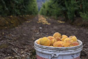 Comenzó pago de bonos a agricultores maulinos afectados por el sistema frontal