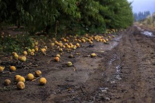 Presidente de Fedefruta y afectación de exportaciones tras sistema frontal: “La fruta ya no tiene la misma capacidad de viajar