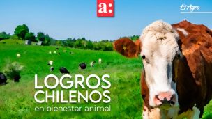 Productores chilenos compartieron logros en bienestar animal ante expertos globales en sustentabilidad láctea