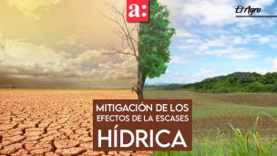 ¿Cómo mitiga la industria porcina y avícola los efectos de la escasez hídrica?