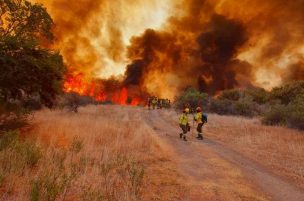 Alerta Roja para la comuna de Curacaví por incendio forestal de gran magnitud