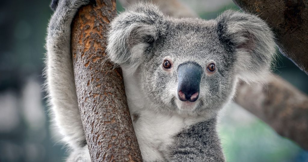 Koala provocó choque múltiple en carretera de Australia: tras el accidente tomó hilarante postura