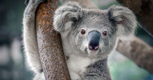 Koala provocó choque múltiple en carretera de Australia: tras el accidente tomó hilarante postura