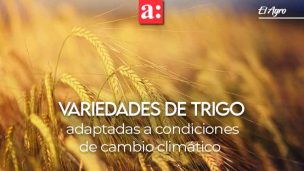 INIA mantiene desarrollo de variedades de trigos adaptadas a condiciones de cambio climático en el centro sur de Chile