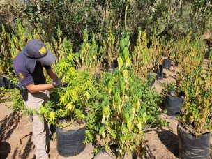 PDI incautó droga procesada y cultivos de cannabis avaluados en cinco millones de dólares