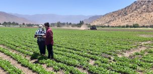 RM: Encuestadores recorren las comunas rurales para levantar información de productores hortícolas y conformar un sistema actualizado de monitoreo