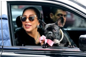 Roban mascotas de Lady Gaga en violento asalto: Cuidador fue baleado