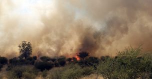 Se mantiene Alerta Roja para la comuna de Curacaví por incendio forestal