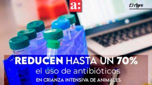 Bacteriófagos reducen hasta un 70% el uso de antibióticos en la crianza intensiva de animales