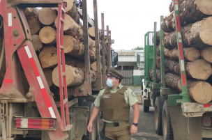 Operativo por hurto de madera en Victoria deja a dos detenidos, dos camiones incautados y un carabinero lesionado