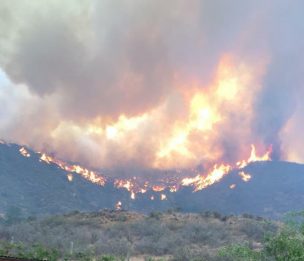 Tres detenidos por incendio forestal de Curacaví: Siniestro se inició en medio de un asado familiar