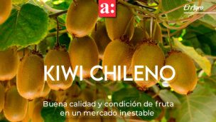 Temporada del kiwi Chileno: buena calidad y condición de fruta en un mercado inestable