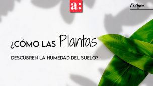 Descubren cómo las plantas buscan la humedad en el suelo