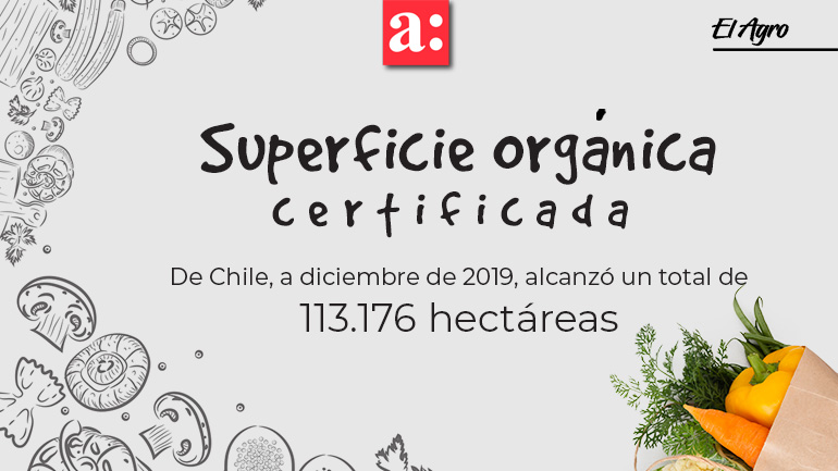 La superficie orgánica certificada del país, a diciembre de 2019, alcanzó un total de 113.176 hectáreas