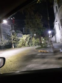 Caída de árbol generó corte de tránsito en avenida de Providencia