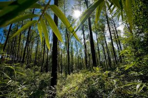 Lanzan proyecto para gestión sustentable del bosque nativo en Chile