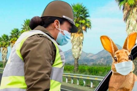 Ya se desplaza por todo el país: Carabineros otorgó “salvoconducto especial” al Conejo de Pascua