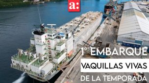 Zarpa en Puerto Montt el primer embarque de vaquillas vivas de la temporada