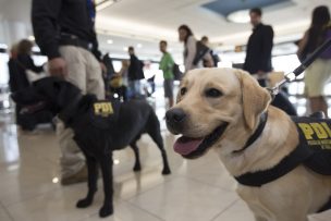 Perro ayudó a PDI a detener a extranjero que ingresó de manera ilegal con $104 millones en droga