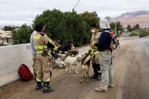 Caso Thiare Elgueda: Fiscalía de Atacama y PDI indagan hallazgo de vestimentas